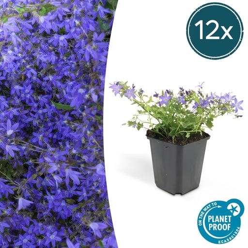 "12x Campanula poscharskyana 'Stella' - ↕10-25cm - Ø9cm image"