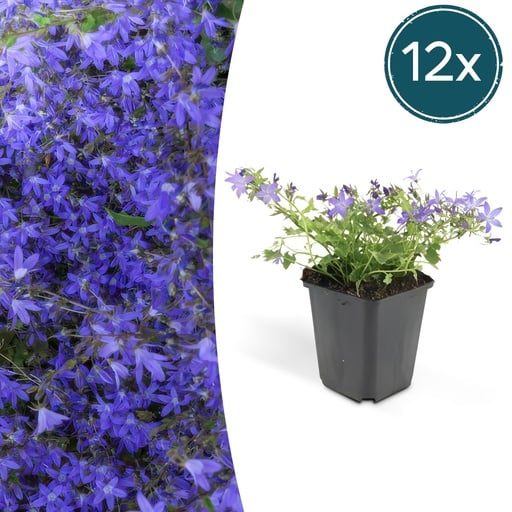 "Hängepolster-Glockenblume 'Stella' 12er-Set (Campanula poscharskyana) – winterharte Staude, Topf-Ø 9 cm, Höhe ca. 25 cm image"