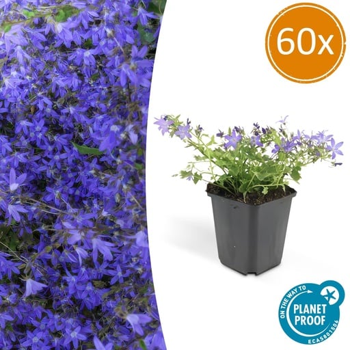 "60x Campanula poscharskyana 'Stella' - ↕10-25cm - Ø9cm image"