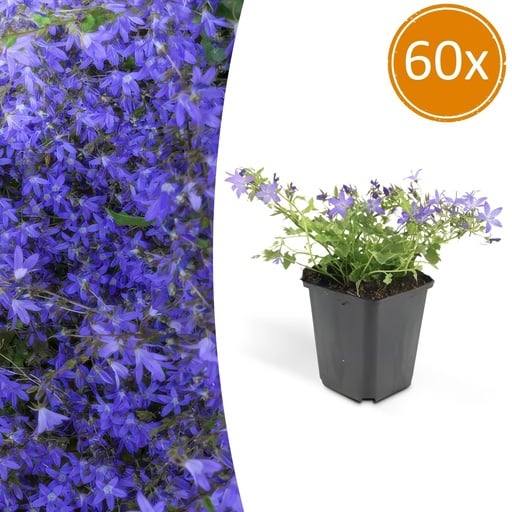 "Hängepolster-Glockenblume 'Stella' 60er-Set (Campanula poscharskyana) – winterharte Polsterstaude, Topf-Ø 9 cm, Höhe ca. 25 cm image"