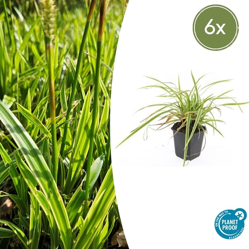 "6x Carex morrowii 'Aureovariegata'  - ↕10-25cm - Ø9cm image"