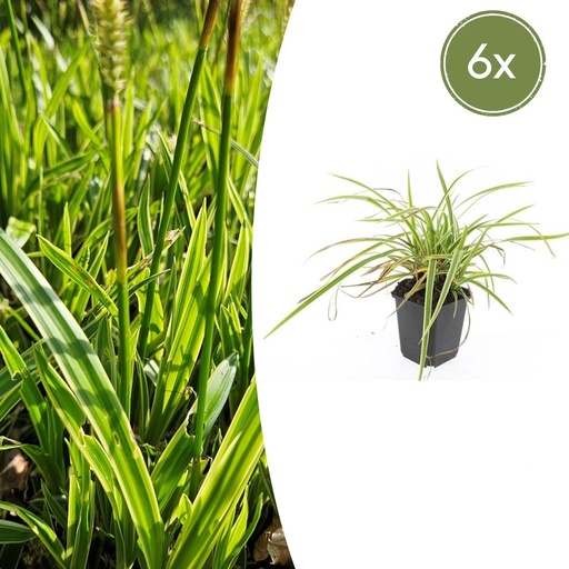 "Japan-Segge 'Aureovariegata' 6er-Set (Carex morrowii) – winterhartes Ziergras, Topf-Ø 9 cm, Höhe ca. 25 cm image"