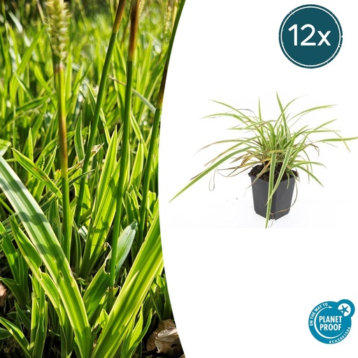 "12x Carex morrowii 'Aureovariegata'  - ↕10-25cm - Ø9cm image"