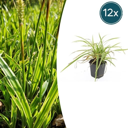 "Gold-Japan-Segge (Carex morrowii 'Aureovariegata') – immergrünes Ziergras, 12 Pflanzen, Topf-Ø 9 cm, Höhe ca. 15 cm image"