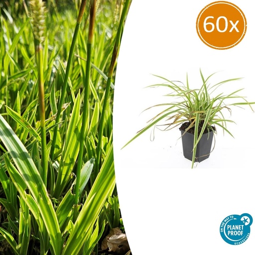 "60x Carex morrowii 'Aureovariegata'  - ↕10-25cm - Ø9cm image"