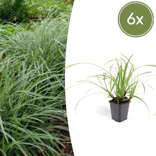 "Japan-Segge 'Ice Dance' 6er-Set (Carex morrowii) – winterhartes Ziergras, Topf-Ø 9 cm, Höhe ca. 25 cm image"