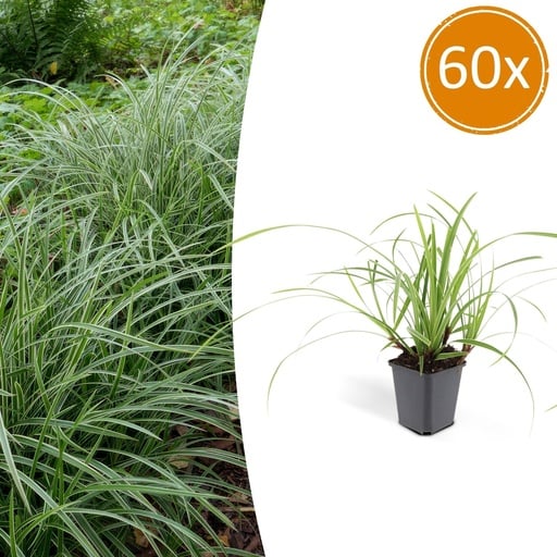 "Japan-Segge 'Ice Dance' 60er-Set (Carex morrowii) – winterhartes Ziergras, Topf-Ø 9 cm, Höhe ca. 25 cm image"