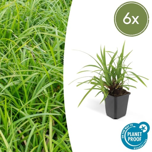 "6x Carex morrowii 'Irish Green' - ↕10-25cm - Ø9cm image"