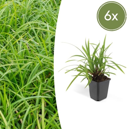 "Japan-Segge 'Irish Green' 6er-Set (Carex morrowii) – winterhartes Ziergras, Topf-Ø 9 cm, Höhe ca. 25 cm image"