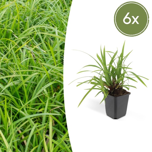 "Japan-Segge 'Irish Green' 6er-Set (Carex morrowii) – winterhartes Ziergras, Topf-Ø 9 cm, Höhe ca. 25 cm image"