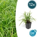12x Carex morrowii 'Irish Green' - ↕10-25cm - Ø9cm