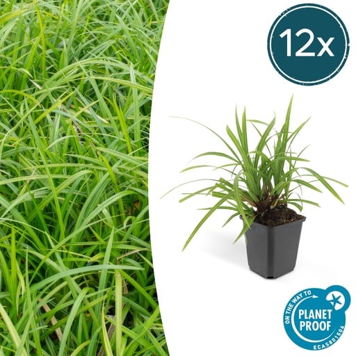 "12x Carex morrowii 'Irish Green' - ↕10-25cm - Ø9cm image"