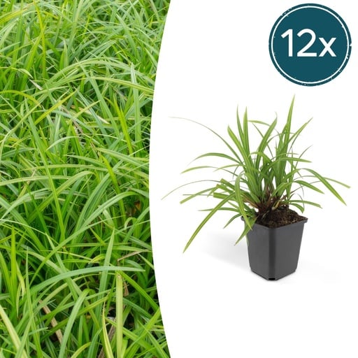"Japan-Segge 'Irish Green' 12er-Set (Carex morrowii) – winterhartes Ziergras, Topf-Ø 9 cm, Höhe ca. 25 cm image"