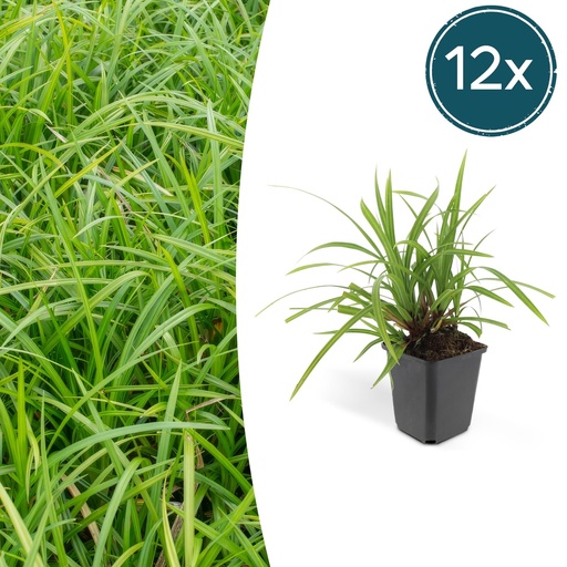 "Japan-Segge 'Irish Green' 12er-Set (Carex morrowii) – winterhartes Ziergras, Topf-Ø 9 cm, Höhe ca. 25 cm image"