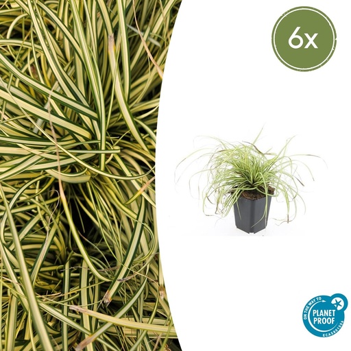 "6x Carex oshim. 'Evergold'  - ↕10-25cm - Ø9cm image"