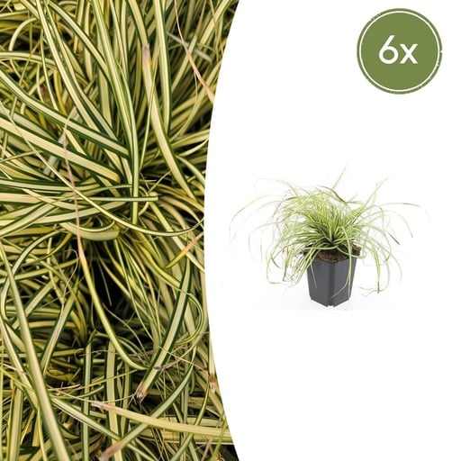 "Japan-Gold-Segge 'Evergold' 6er-Set (Carex oshimensis) – winterhartes Ziergras, Topf-Ø 9 cm, Höhe ca. 25 cm image"