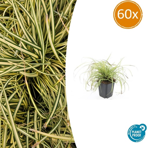 "60x Carex oshim. 'Evergold'  - ↕10-25cm - Ø9cm image"