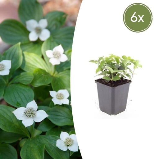"Teppichhartriegel 6er-Set (Cornus canadensis) – winterharte Staude, Topf-Ø 9 cm, Höhe ca. 25 cm image"