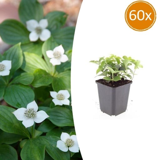 "Teppichhartriegel 60er-Set (Cornus canadensis) – winterharte Staude, Topf-Ø 9 cm, Höhe ca. 25 cm image"