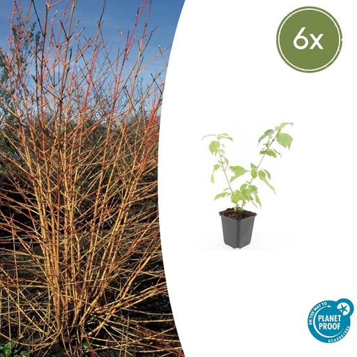 "6x Cornus sang. 'Anny's Winter Orange' - ↕10-25cm - Ø9cm image"