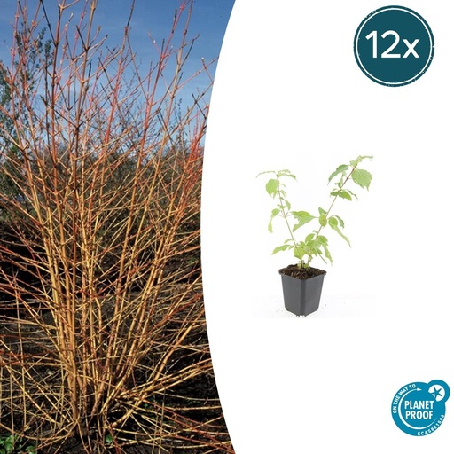 "12x Cornus sang. 'Anny's Winter Orange' - ↕10-25cm - Ø9cm image"