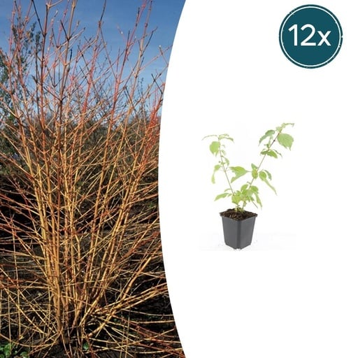 "Roter Hartriegels Winter Orange' 'Anny' 12er-Set (Cornus sanguinea) – winterharter Zierstrauch, Topf-Ø 9 cm, Höhe ca. 25 cm image"