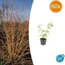 60x Cornus sang. 'Anny's Winter Orange' - ↕10-25cm - Ø9cm
