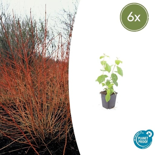 "6x Cornus sang. 'Midwinter Fire' - ↕10-25cm - Ø9cm image"
