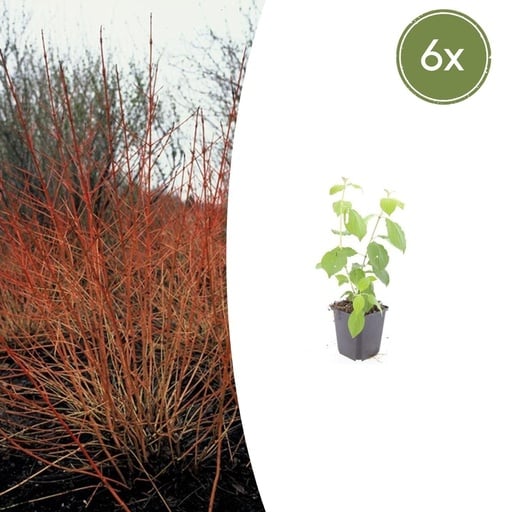 "Roter Hartriegel 'Midwinter Fire' 6er-Set (Cornus sanguinea) – winterharter Strauch, Topf-Ø 9 cm, Höhe ca. 25 cm image"