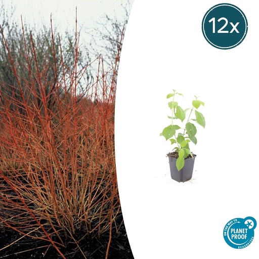"Blutroter Hartriegel 'Midwinter Fire' 12er-Set (Cornus sanguinea) – winterhartes Ziergehölz, Topf-Ø 9 cm, Höhe ca. 25 cm image"