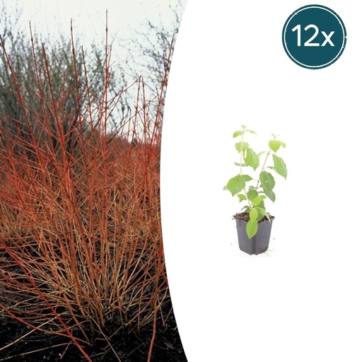 "Blutroter Hartriegel 'Midwinter Fire' 12er-Set (Cornus sanguinea) – winterhartes Ziergehölz, Topf-Ø 9 cm, Höhe ca. 25 cm image"
