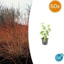 60x Cornus sang. 'Midwinter Fire' - ↕10-25cm - Ø9cm
