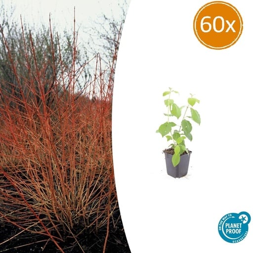 "60x Cornus sang. 'Midwinter Fire' - ↕10-25cm - Ø9cm image"