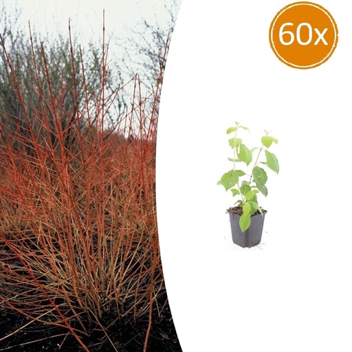 "Blutroter Hartriegel 'Midwinter Fire' 60er-Set (Cornus sanguinea) – winterharter Strauch, Topf-Ø 9 cm, Höhe ca. 25 cm image"