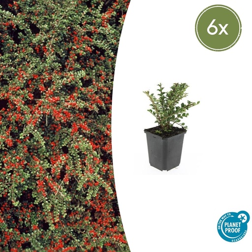 "Fächer-Zwergmispel 6er-Set (Cotoneaster horizontalis) – winterharter Bodendecker, Topf-Ø 9 cm, Höhe ca. 25 cm image"
