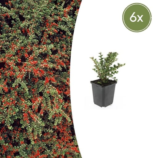 "Fächer-Zwergmispel 6er-Set (Cotoneaster horizontalis) – winterharter Bodendecker, Topf-Ø 9 cm, Höhe ca. 25 cm image"