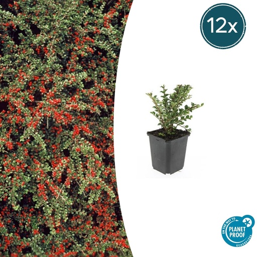 "Fächer-Zwergmispel 12er-Set (Cotoneaster horizontalis) – winterharter Bodendecker, Topf-Ø 9 cm, Höhe ca. 25 cm image"