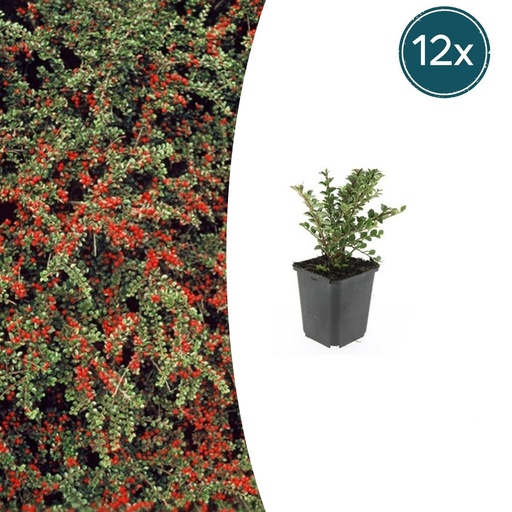 "Fächer-Zwergmispel 12er-Set (Cotoneaster horizontalis) – winterharter Bodendecker, Topf-Ø 9 cm, Höhe ca. 25 cm image"