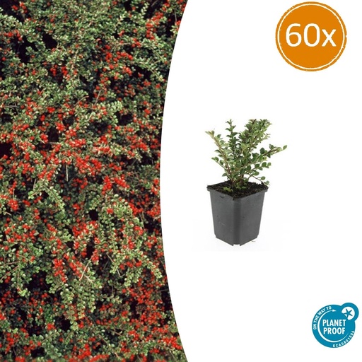 "60x Cotoneaster horizontalis - ↕10-25cm - Ø9cm image"