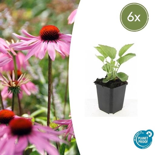 "6x Echinacea p. 'Magnus' - ↕10-25cm - Ø9cm image"