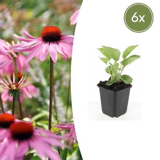 "Sonnenhut 'Magnus' 6er-Set (Echinacea purpurea) – winterharte Staude, Topf-Ø 9 cm, Höhe ca. 25 cm image"