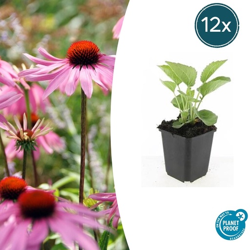 "12x Echinacea p. 'Magnus' - ↕10-25cm - Ø9cm image"