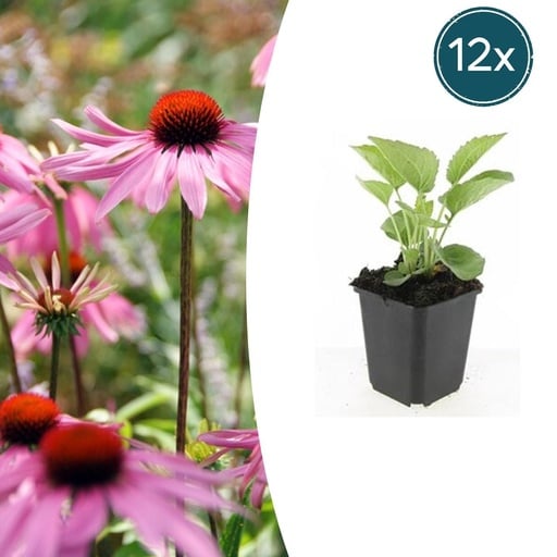 "Roter Sonnenhut 'Magnus' (Echinacea purpurea) – winterharte Beetstaude, 12 Pflanzen, Topf-Ø 9 cm, Höhe ca. 15 cm image"