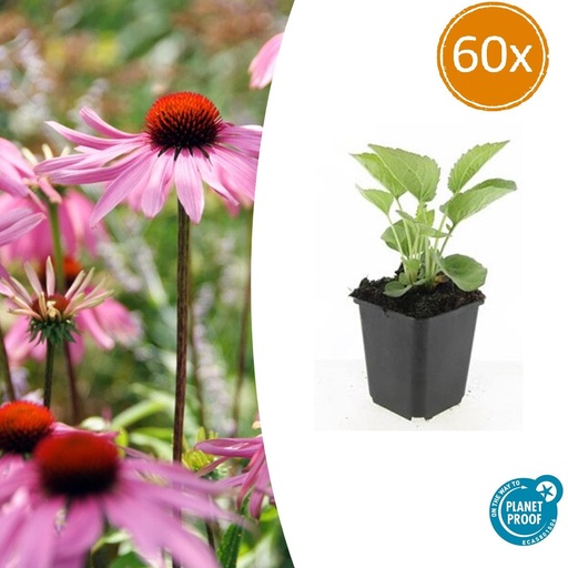 "60x Echinacea p. 'Magnus' - ↕10-25cm - Ø9cm image"