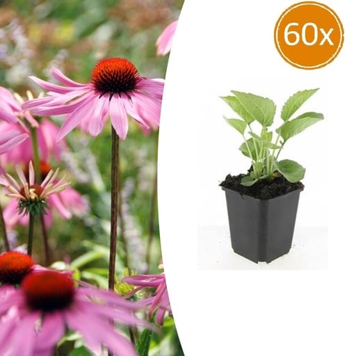 "Scheinsonnenhut 'Magnus' 60er-Set (Echinacea purpurea) – winterharte Blütenstaude, Topf-Ø 9 cm, Höhe ca. 25 cm image"
