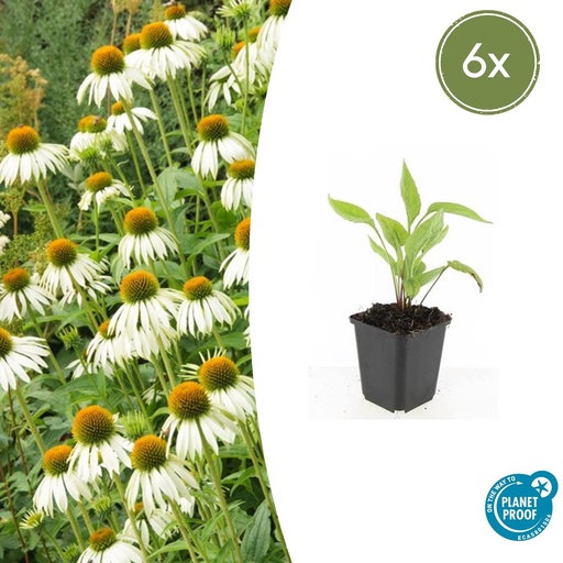 "6x Echinacea p. 'White Swan' - ↕10-25cm - Ø9cm image"