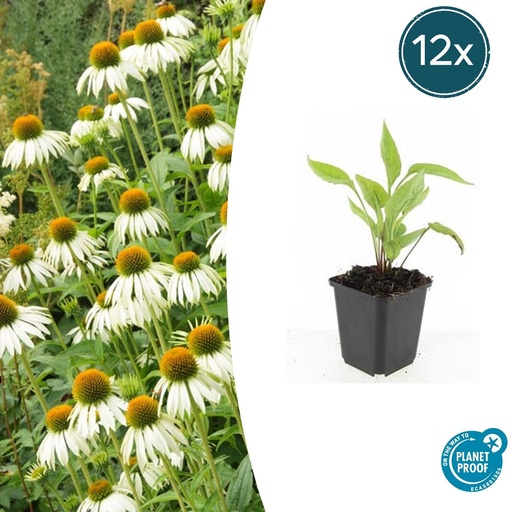 "12x Echinacea p. 'White Swan' - ↕10-25cm - Ø9cm image"