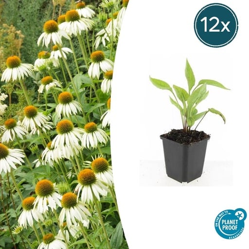 "12x Echinacea p. 'White Swan' - ↕10-25cm - Ø9cm image"