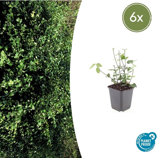 "6x Euonymus fort. 'Coloratus' - ↕10-25cm - Ø9cm image"