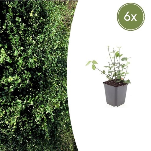"Immergrüne Kriechspindel 'Coloratus' 6er-Set (Euonymus fortunei) – winterharter immergrüner Bodendecker, Topf-Ø 9 cm, Höhe ca. 25 cm image"